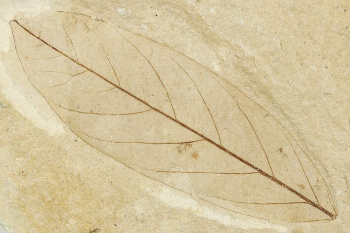 Fossil Leaf - France #254267